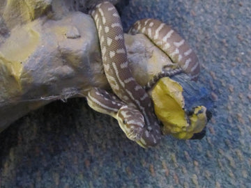 Hypo Bredli (Centralian) Pythons - Amazing Amazon